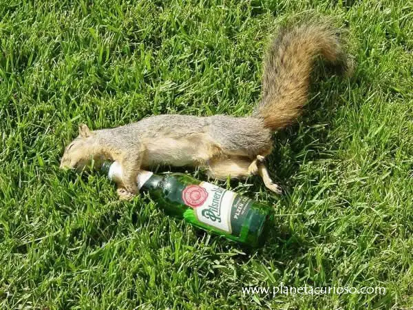 la merejo ardilla graciosa y borracha