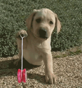 Gifs