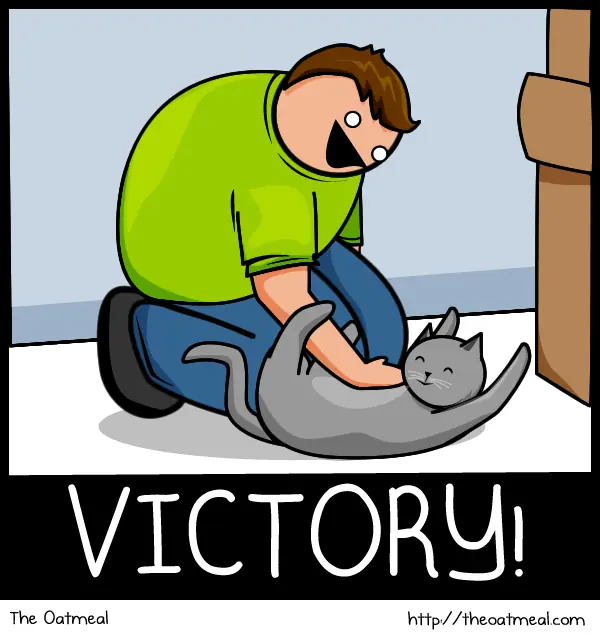 gatos