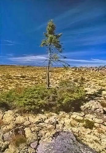 Plantas Raras