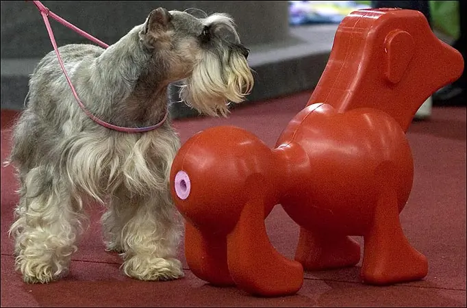 muñecas sexuales para perros..o.o
