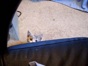 Hola