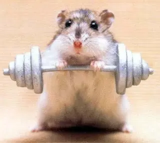 dieta
