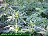 Guía de cultivo del Marihuana / Problemas