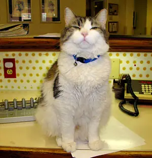 Ten cuidado si este gato se enrrosca en tus pies !!!