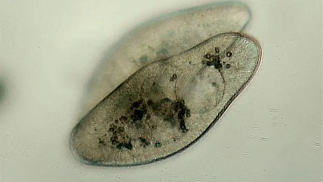 Crean video juego Biotico (con células vivas)