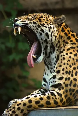 extincion