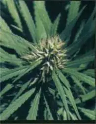 Cannabis - El cañamo de las Indias