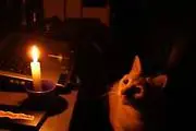 Ataca a su marido con una vela y un gato - mujeres locas..