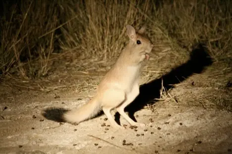 Los Animales Mas Raros Del Mundo