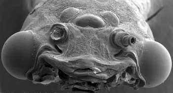 Top 10 de los animales mas raros, inteligentes, veloces, etc