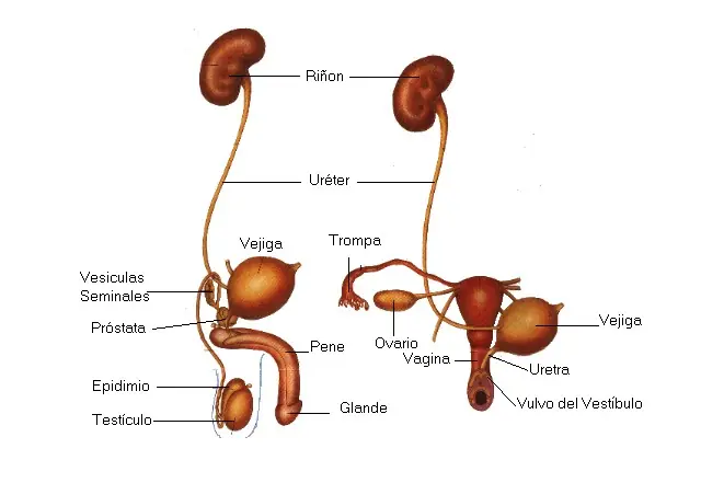 Infección urinaria