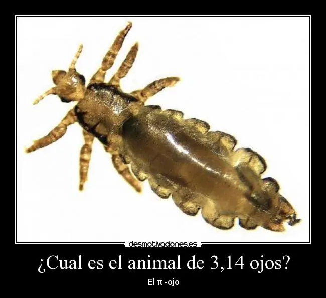 Grafico
