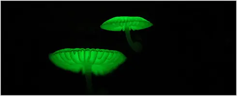 Hongos fluorescentes