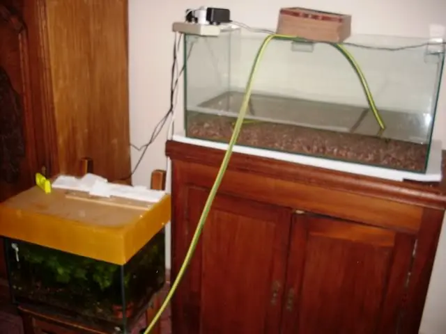 acuario plantado