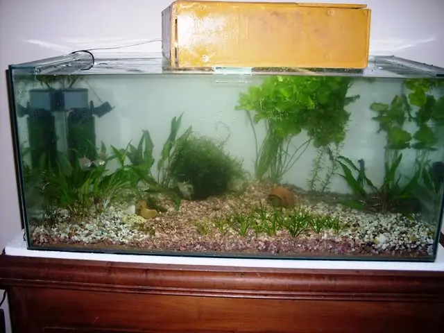 acuario comunitario