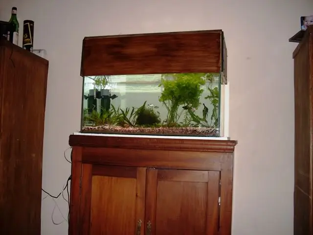 acuario plantado