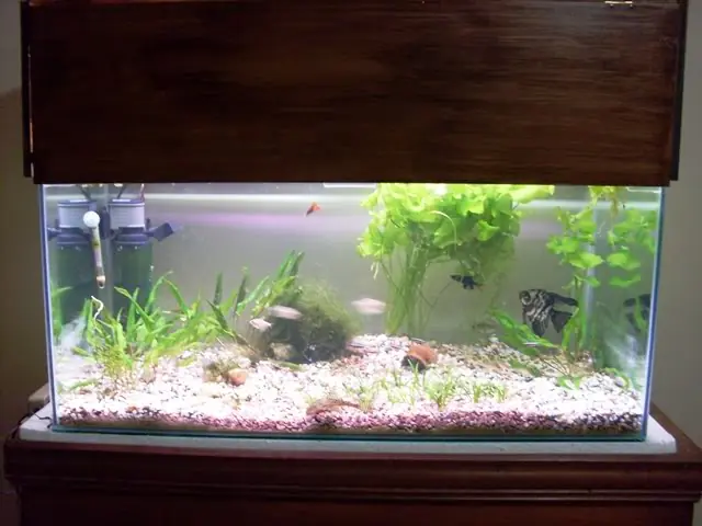 acuario tropical