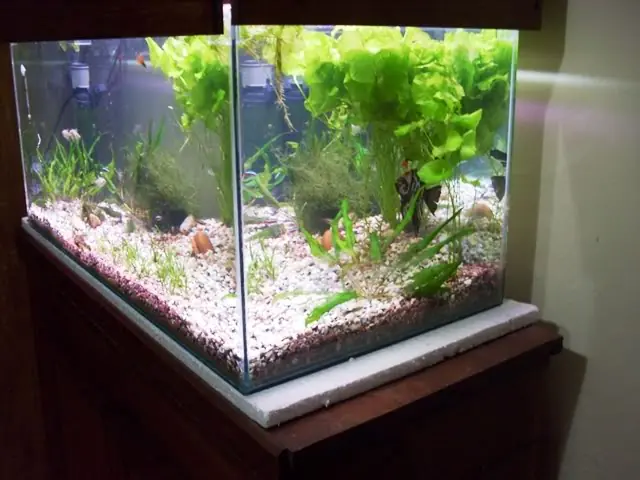acuario comunitario