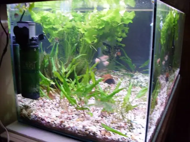 plantas sumergidas