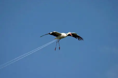 Perspectivas Muy Buenas