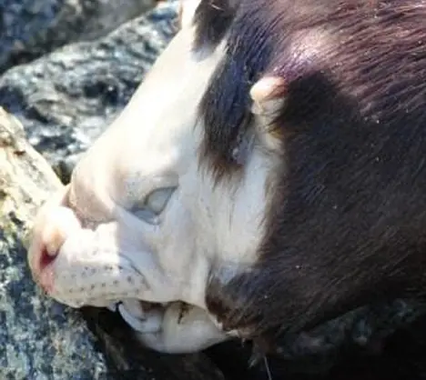 Un monstruo en el lago de canada
