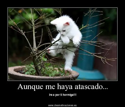 humor
