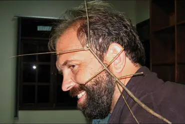 insectos