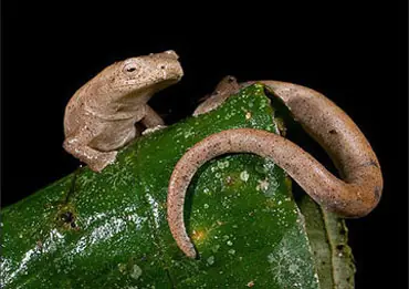 anfibios