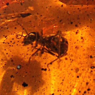hormigueros