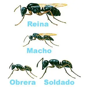 descripcion