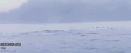 gifs graciosos