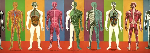 25 curiosidades del cuerpo humano