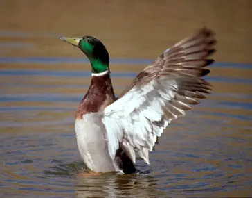 patos patos