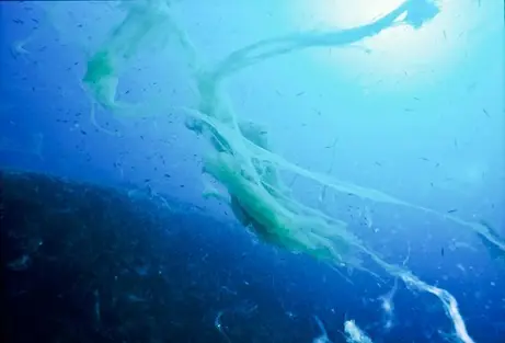 científicos creen haber descubierto un nuevo dominio de vid