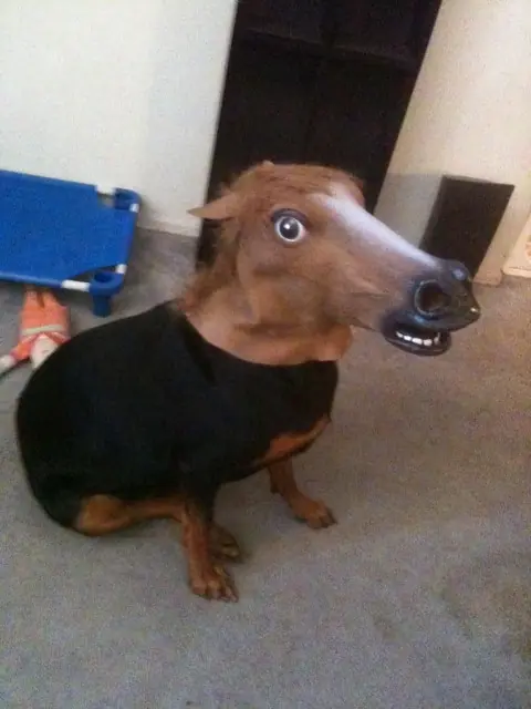 xDxD