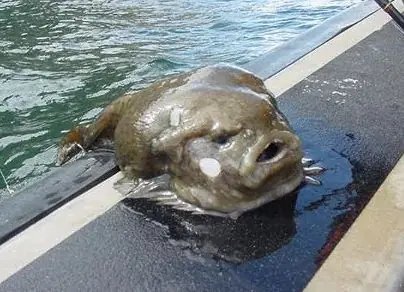 Los animales mas raros del mundo