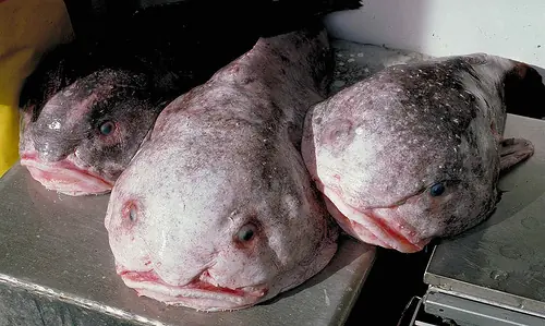 los animales mas feos del mundo