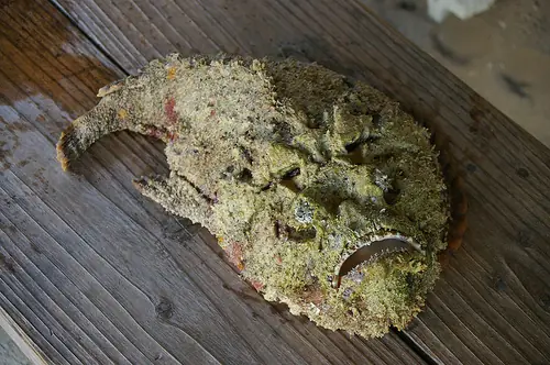 los animales mas feos del mundo