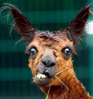 los animales mas feos del mundo