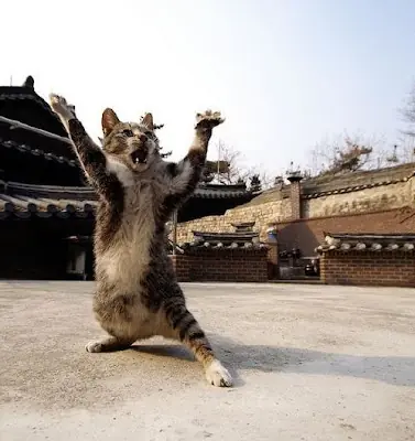 Animales