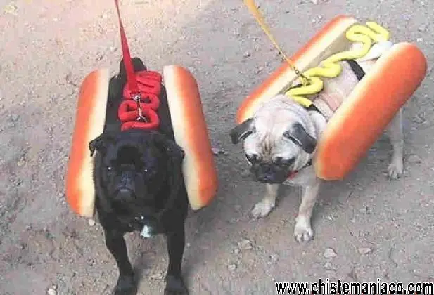 imagenes graciosas de animales
