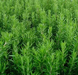 Fernet Casero ( receta y elaboracion )