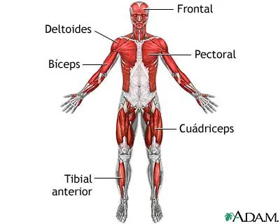 las 41 curiosidades de tu cuerpo que no sabes