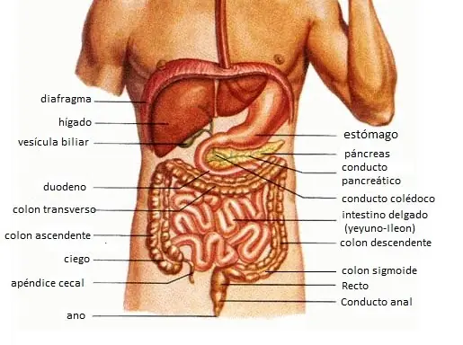 las 41 curiosidades de tu cuerpo que no sabes