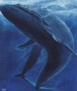 El animal mas grande del mundo
