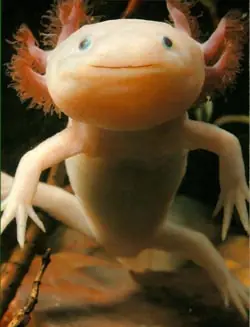 animal