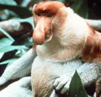 Misteriosos Animales que habitan nuestro Planeta