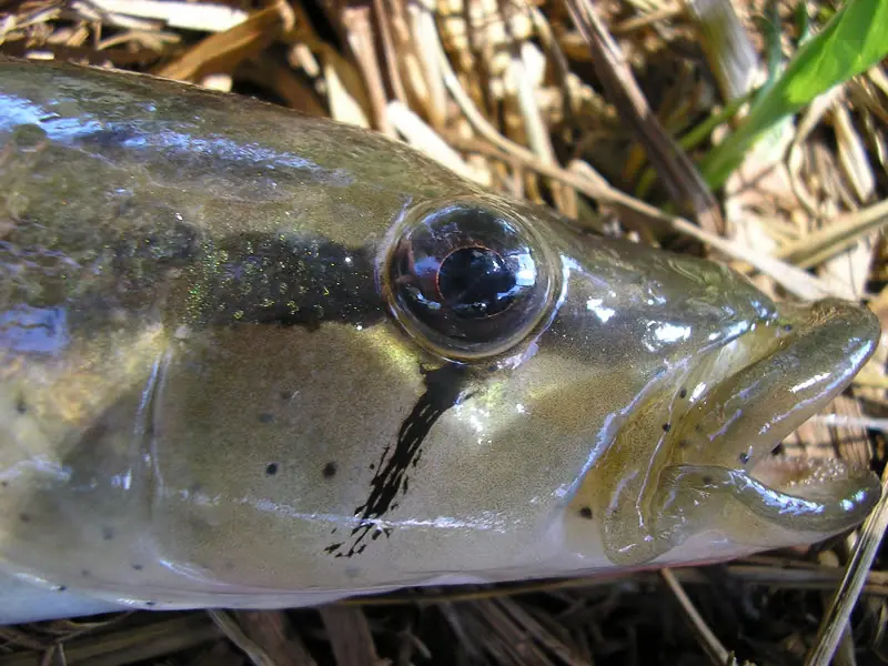 Fotos de Peces sacadas por mi