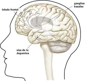 La Paja, el porro, y la dopamina :F